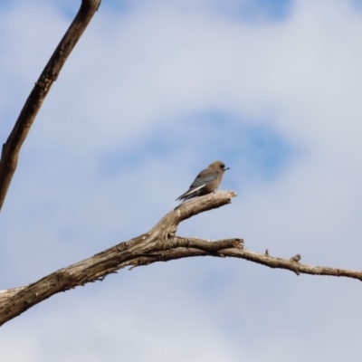 Artamus cyanopterus cyanopterus (Dusky Woodswallow) at Bowning, NSW - 17 Nov 2018 by Cricket