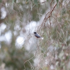 Artamus superciliosus (White-browed Woodswallow) at Bowning, NSW - 17 Nov 2018 by Cricket