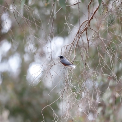 Artamus superciliosus (White-browed Woodswallow) at Bowning, NSW - 17 Nov 2018 by Cricket