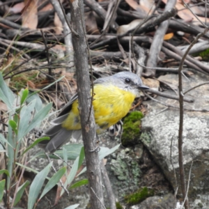 Eopsaltria australis at Cotter River, ACT - 23 Mar 2019 01:08 PM