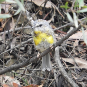 Eopsaltria australis at Cotter River, ACT - 23 Mar 2019