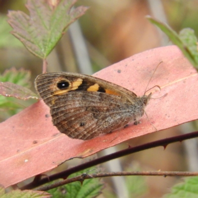 Geitoneura klugii (Marbled Xenica) at Namadgi National Park - 23 Mar 2019 by MatthewFrawley