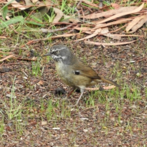 Sericornis frontalis at Cotter River, ACT - 23 Mar 2019 01:01 PM