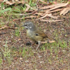 Sericornis frontalis (White-browed Scrubwren) at Cotter River, ACT - 23 Mar 2019 by MatthewFrawley