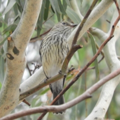 Pachycephala rufiventris (Rufous Whistler) at Cotter River, ACT - 23 Mar 2019 by MatthewFrawley