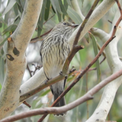 Pachycephala rufiventris (Rufous Whistler) at Cotter River, ACT - 23 Mar 2019 by MatthewFrawley