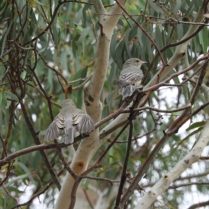 Pachycephala rufiventris at Cotter River, ACT - 23 Mar 2019