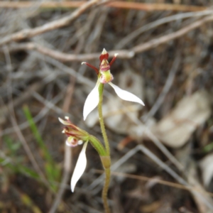 Eriochilus cucullatus at Kambah, ACT - 24 Mar 2019