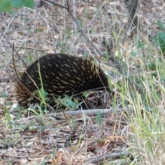 Tachyglossus aculeatus (Short-beaked Echidna) at Deakin, ACT - 24 Mar 2019 by JackyF