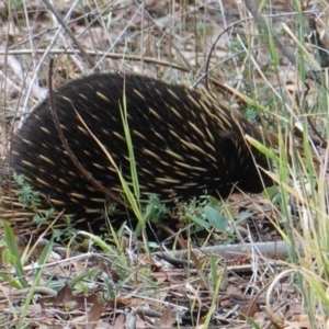 Tachyglossus aculeatus at Deakin, ACT - 24 Mar 2019