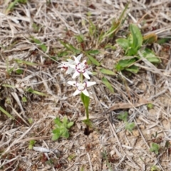 Wurmbea dioica subsp. dioica (Early Nancy) at Stromlo, ACT - 22 Sep 2018 by JimL