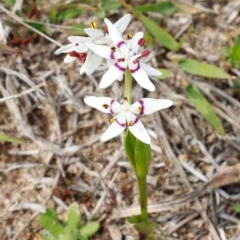 Wurmbea dioica subsp. dioica at Stromlo, ACT - 22 Sep 2018