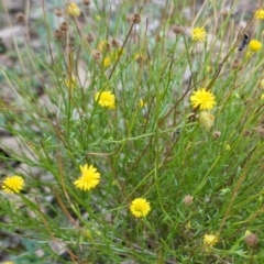 Calotis lappulacea (Yellow Burr Daisy) at Deakin, ACT - 24 Mar 2019 by JackyF