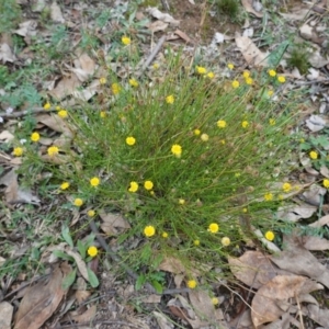 Calotis lappulacea at Deakin, ACT - 24 Mar 2019