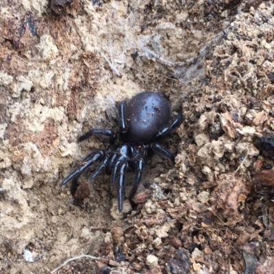 Hexathelidae (family) (Funnelweb spider) at Mount Clear, ACT - 23 Mar 2019 by AndrewCB