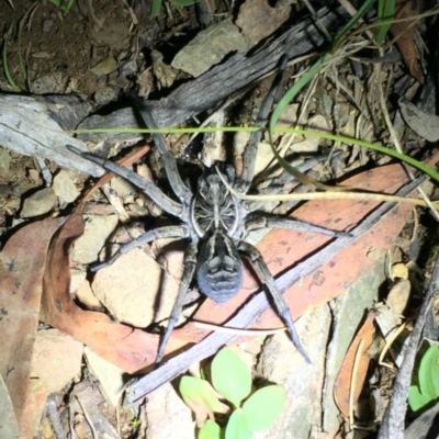 Tasmanicosa godeffroyi (Garden Wolf Spider) at Mount Clear, ACT - 23 Mar 2019 by AndrewCB