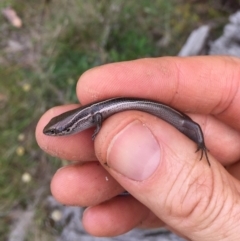 Acritoscincus duperreyi (Eastern Three-lined Skink) at Namadgi National Park - 23 Mar 2019 by AndrewCB