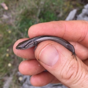 Acritoscincus duperreyi at Mount Clear, ACT - 23 Mar 2019