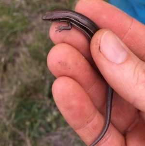 Acritoscincus duperreyi at Mount Clear, ACT - 23 Mar 2019