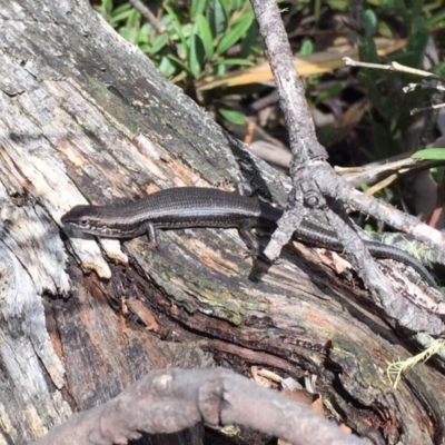 Pseudemoia entrecasteauxii (Woodland Tussock-skink) at Namadgi National Park - 24 Mar 2019 by AndrewCB