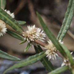 Alternanthera denticulata (Lesser Joyweed) at Illilanga & Baroona - 17 Mar 2019 by Illilanga