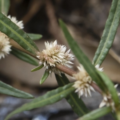Alternanthera denticulata (Lesser Joyweed) at Michelago, NSW - 17 Mar 2019 by Illilanga