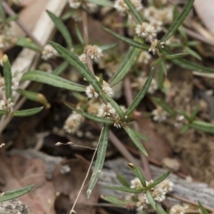 Alternanthera denticulata at Michelago, NSW - 17 Mar 2019 12:11 PM