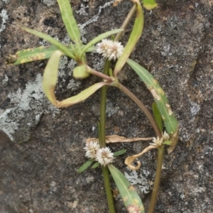 Alternanthera denticulata at Michelago, NSW - 17 Mar 2019 12:11 PM