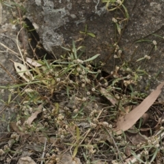 Alternanthera denticulata at Michelago, NSW - 17 Mar 2019 12:11 PM