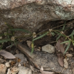 Alternanthera denticulata at Michelago, NSW - 17 Mar 2019