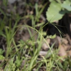 Microlaena stipoides (Weeping Grass) at Illilanga & Baroona - 11 Jan 2019 by Illilanga