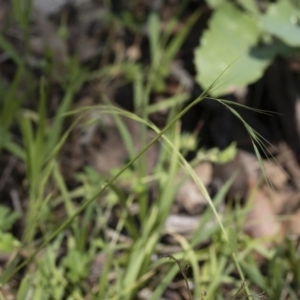 Microlaena stipoides at Michelago, NSW - 12 Jan 2019 09:44 AM