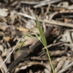 Microlaena stipoides at Michelago, NSW - 12 Jan 2019 09:44 AM