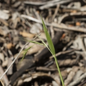 Microlaena stipoides at Michelago, NSW - 12 Jan 2019
