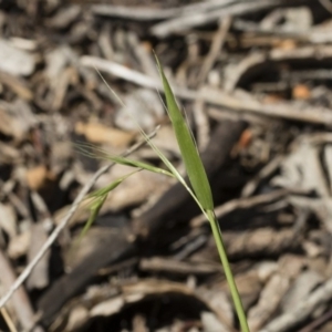 Microlaena stipoides at Michelago, NSW - 12 Jan 2019 09:44 AM