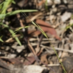 Microlaena stipoides at Michelago, NSW - 12 Jan 2019