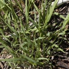 Microlaena stipoides at Michelago, NSW - 12 Jan 2019 09:44 AM