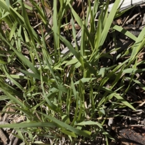 Microlaena stipoides at Michelago, NSW - 12 Jan 2019 09:44 AM