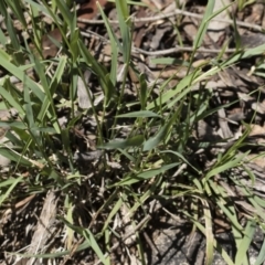 Microlaena stipoides at Michelago, NSW - 12 Jan 2019 09:44 AM