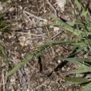 Panicum effusum at Michelago, NSW - 12 Jan 2019 09:57 AM