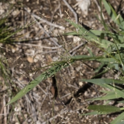 Panicum effusum (Hairy Panic Grass) at Illilanga & Baroona - 11 Jan 2019 by Illilanga