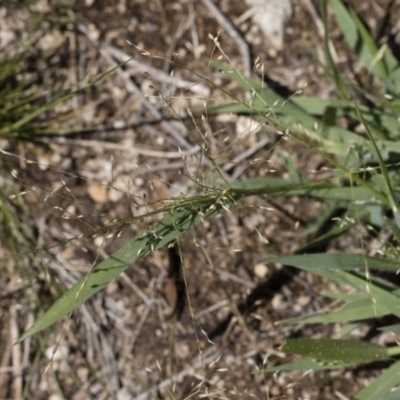Panicum effusum (Hairy Panic Grass) at Michelago, NSW - 11 Jan 2019 by Illilanga