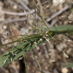 Panicum effusum at Michelago, NSW - 12 Jan 2019