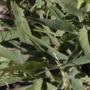 Panicum effusum at Michelago, NSW - 12 Jan 2019 09:57 AM