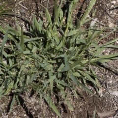 Panicum effusum at Michelago, NSW - 12 Jan 2019 09:57 AM