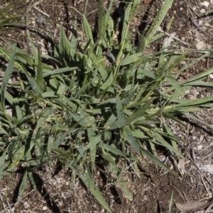 Panicum effusum at Michelago, NSW - 12 Jan 2019