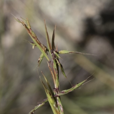 Cymbopogon refractus (Barbed-wire Grass) at Michelago, NSW - 11 Jan 2019 by Illilanga