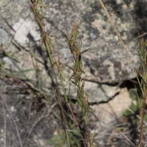 Cymbopogon refractus at Michelago, NSW - 12 Jan 2019 09:52 AM