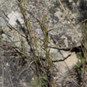 Cymbopogon refractus at Michelago, NSW - 12 Jan 2019