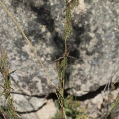 Cymbopogon refractus at Michelago, NSW - 12 Jan 2019